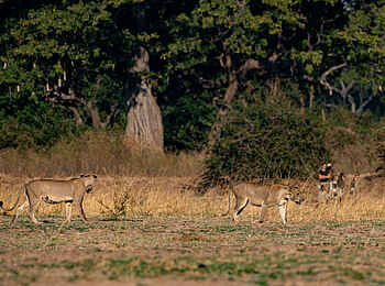 Big Lagoon Camp: Löwen Big Lagoon Camp: Löwen