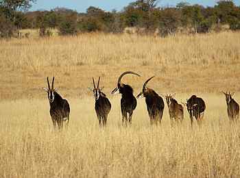 Camp Hwange: Rappenantilopen