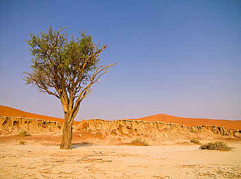 Desert Homestead Outpost: Bizarre Vegetation