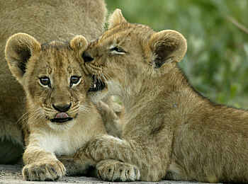 Duba Plains Camp: Soziale Gesten