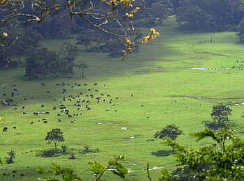 Hatari Lodge: Büffel im Krater