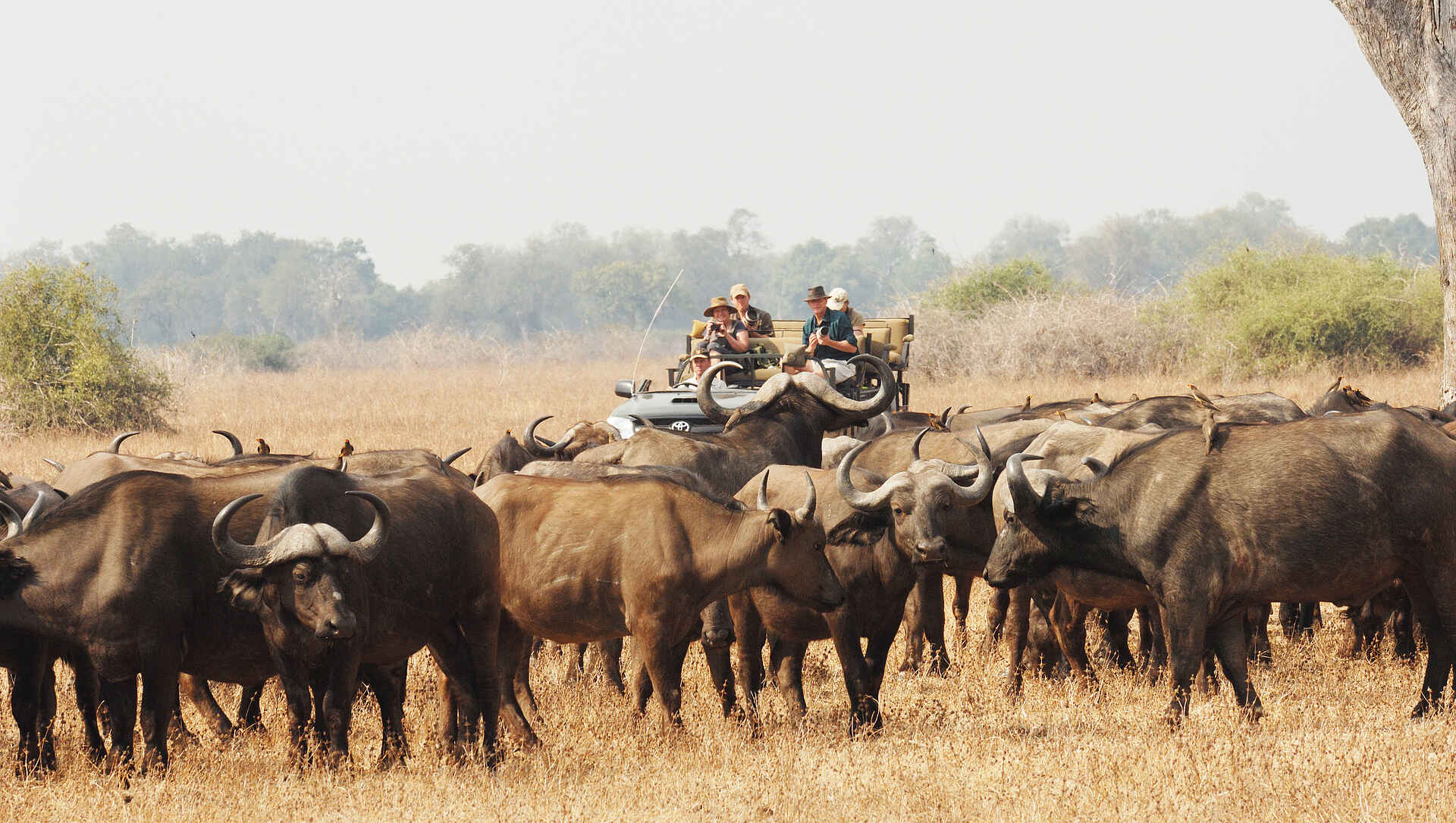 Hides, Kaingo Camp, Luangwa River, Nsefu Sector, Observation Hides, Shenton Safaris, South Luangwa National Park, Büffel, Game Drive, Pirschfahrt, Derek Shenton, Professional Guides