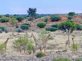 Kalahari Farmhouse: Giraffen in der Kalahari Kalahari Farmhouse: Giraffen in der Kalahari