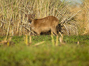 Kanana-Nyana-Camp: Antilope