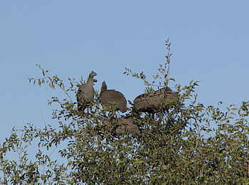Khama Rhino Sanctuary: Helmperlhühner Khama Rhino Sanctuary: Helmperlhühner