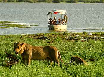 Lake Manze Camp: Löwen vom Boot aus Lake Manze Camp: Löwen vom Boot aus