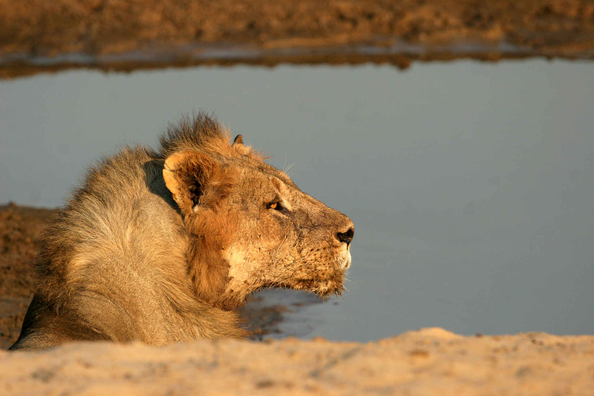 Last Waterhole Hide: Alter Löwe Last Waterhole Hide: Alter Löwe