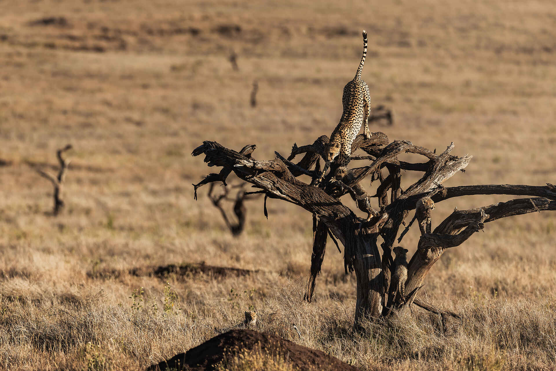 Lewa Safari Camp: Gepard auf einem Baum Lewa Safari Camp: Gepard auf einem Baum