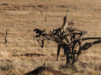 Lewa Safari Camp: Gepard auf einem Baum