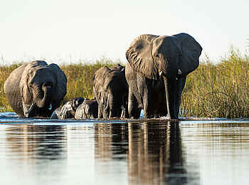 Linyanti Tented Camp: Elefanten im Wasser
