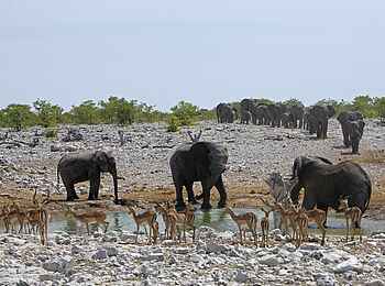 Little Ongava: Elefanten an einem Etosha-Wasserloch Little Ongava: Elefanten an einem Etosha-Wasserloch