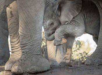 Mashatu Lodge: Elefantenbaby Mashatu Lodge: Elefantenbaby