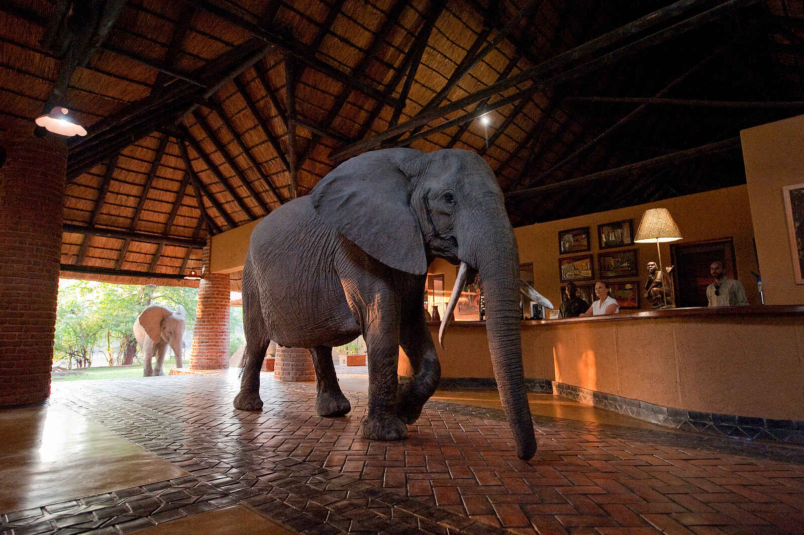 Mfuwe Lodge: Elefant in der Haupthalle Mfuwe Lodge: Elefant in der Haupthalle