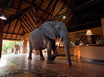 Mfuwe Lodge: Elefant in der Haupthalle