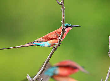 Motswari Game Lodge: Farbenfrohe Vogelwelt