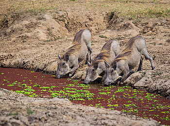 Norman Carr Safaris: Warzenschweine am Rand einer Lagune