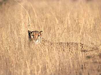Okonjima Plains Camp: Gepard in der Savanne von Okonjima Okonjima Plains Camp: Gepard in der Savanne von Okonjima