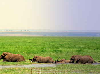 Oliver's Camp: Elefanten im Sumpf Oliver's Camp: Elefanten im Sumpf