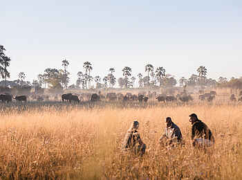 Qorokwe Camp: Walking Safari