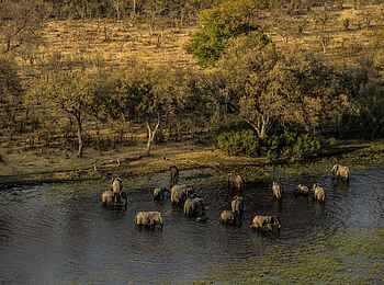 Selinda Explorers Camp: Elefanten