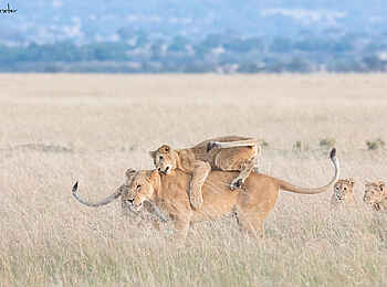 Serian´s Lamai Camp: Spielende Löwen