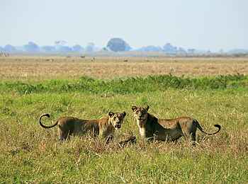Shumba Camp: Löwinnen mit Beute Shumba Camp: Löwinnen mit Beute