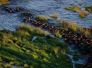 Sitatunga Private Island Camp: Büffelherde