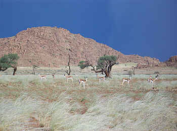 Sossusvlei Lodge: Wildes Namibia