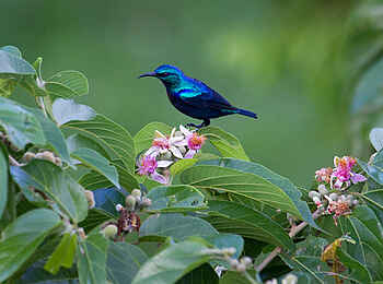 The Manta Resort: Pembanektarvogel The Manta Resort: Pembanektarvogel