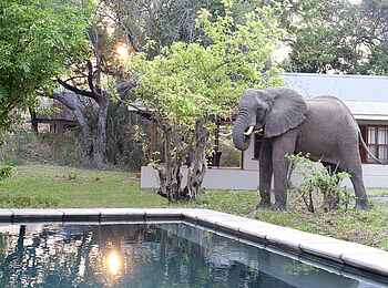 Baines River Camp: Elefant auf dem Gelände des Camp Baines River Camp: Elefant auf dem Gelände des Camp
