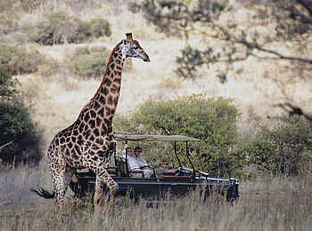 Makweti Safari Lodge: Größenvergleich?