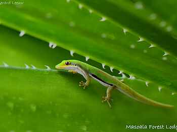 Masoala Forest Lodge: Madagaskar-Taggecko Masoala Forest Lodge: Madagaskar-Taggecko