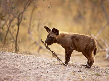 Selinda Explorers Camp: Wildhundwelpe Selinda Explorers Camp: Wildhundwelpe