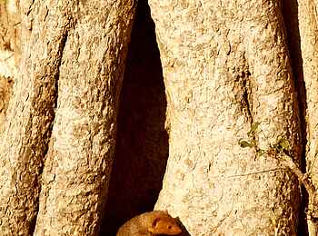 Tusk and Mane Safaris: Zwergmangusten Tusk and Mane Safaris: Zwergmangusten