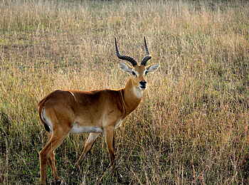 Volcanoes Kyambura Gorge Lodge: Uganda Kob Volcanoes Kyambura Gorge Lodge: Uganda Kob