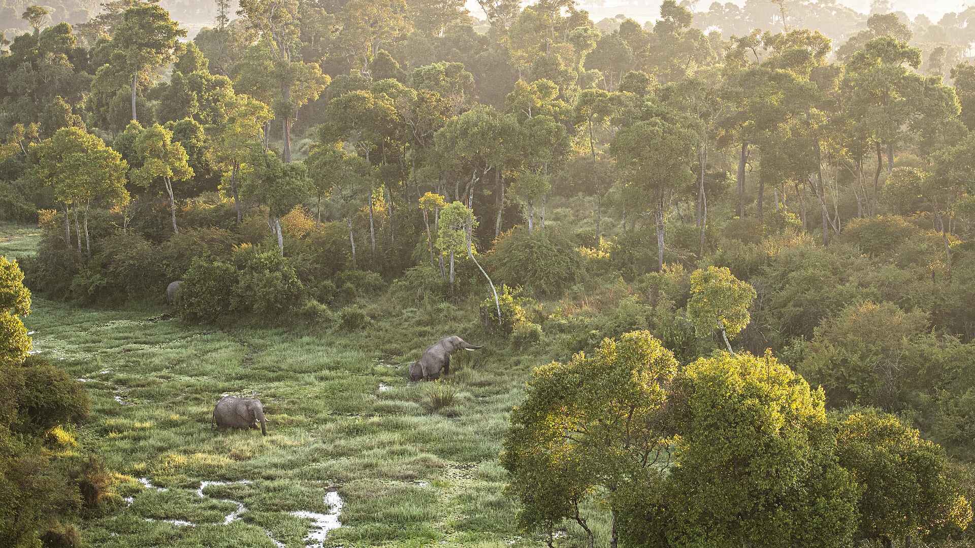 Wilderness Mara Camp: Elefanten