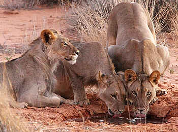 !Xaus Lodge: Löwen am Wasserloch !Xaus Lodge: Löwen am Wasserloch