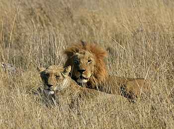 Busanga Bush Camp: Löwe und Löwin Busanga Bush Camp: Löwe und Löwin