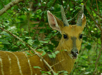 Chobe Bakwena Lodge: Buschbock