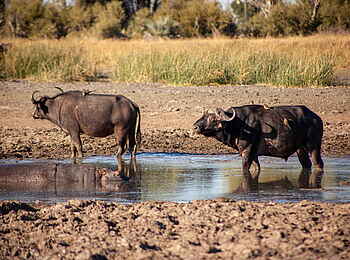 Gomoti Plains Camp: Büffel im Wasser
