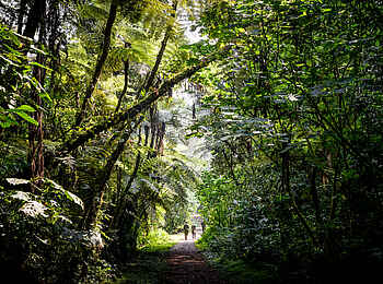 Gorilla Forest Lodge: Eine Wanderung Gorilla Forest Lodge: Eine Wanderung