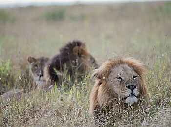 Governors' Mugie: Löwen Governors' Mugie: Löwen