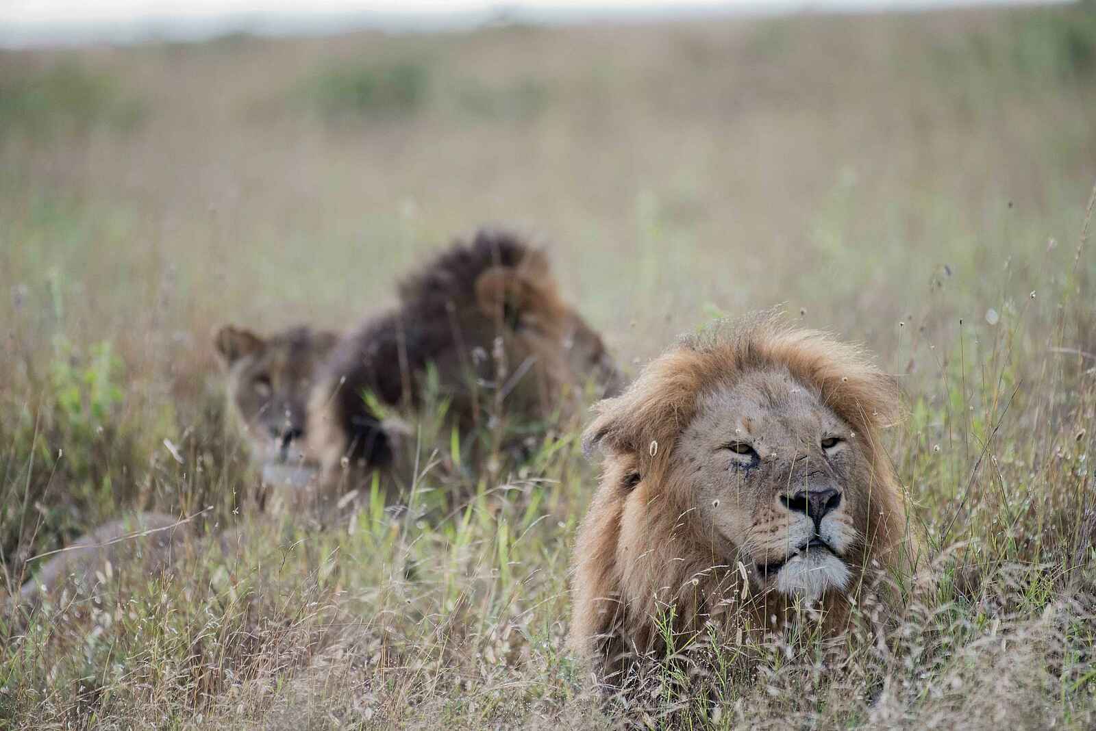 Governors' Mugie: Löwen Governors' Mugie: Löwen