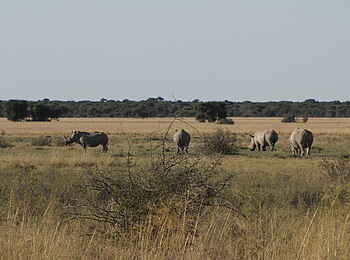Khama Rhino Sanctuary: A "Crash of Rhinos" Khama Rhino Sanctuary: A "Crash of Rhinos"
