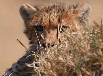 Kwara Camp: Gepard Kwara Camp: Gepard