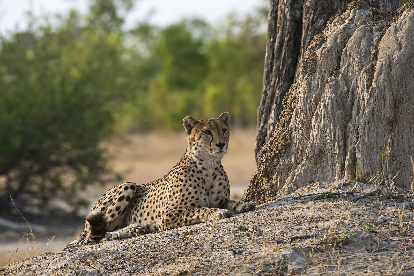 Linkwasha Camp: Gepard Linkwasha Camp: Gepard