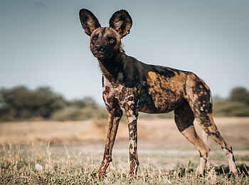 Mombo Camp: Wildhund