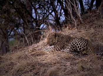 Musekese Camp: Ruhender Leopard Musekese Camp: Ruhender Leopard
