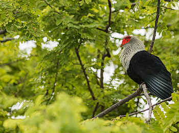 North Island: Die Paradies Ffruchttaube