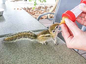 Okutala Lodge: Erdhörnchen Okutala Lodge: Erdhörnchen